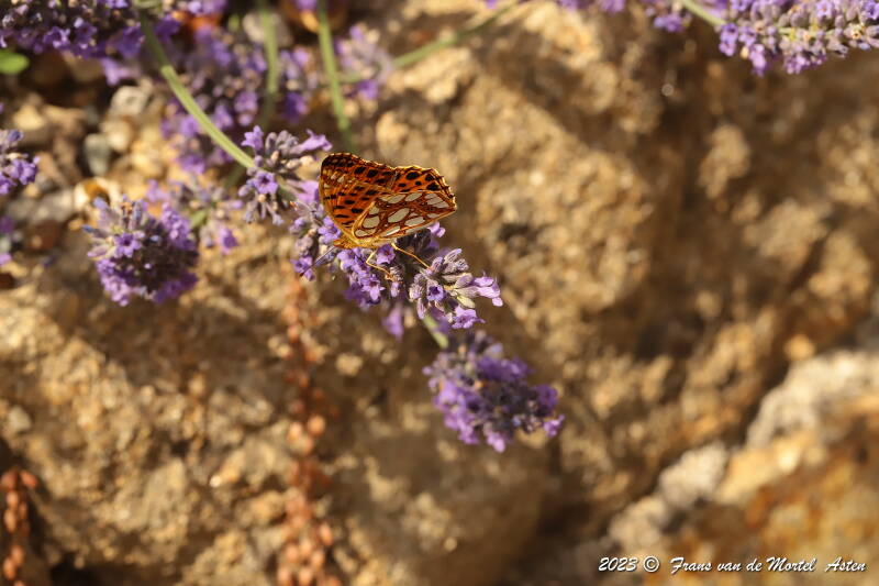 St. Julien-du-Gua,  FR, 2023