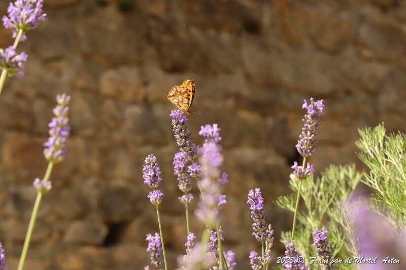 St. Julien-du-Gua,  FR, 2023
