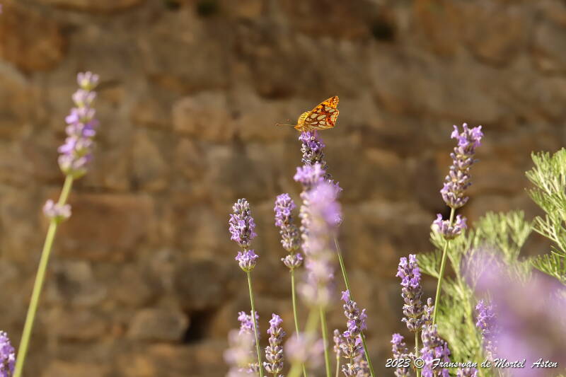 St. Julien-du-Gua,  FR, 2023