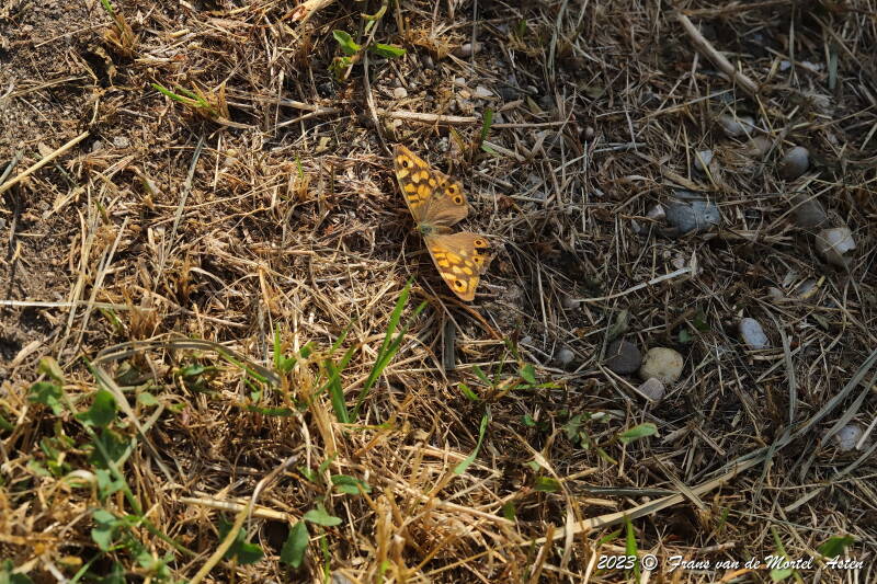 St. Julien-du-Gua,  FR, 2023