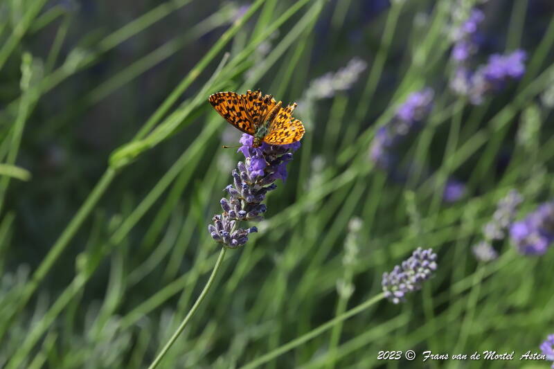 St. Julien-du-Gua,  FR, 2023