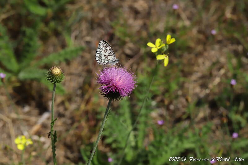 St. Julien-du-Gua,  FR, 2023