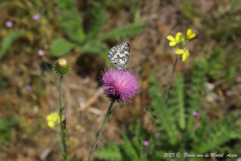 St. Julien-du-Gua,  FR, 2023