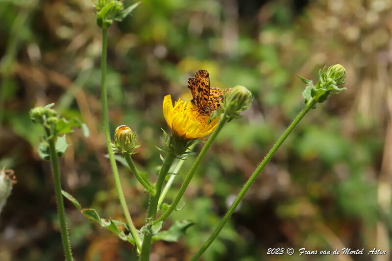 St. Julien-du-Gua,  FR, 2023