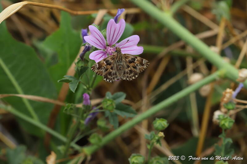 St. Julien-du-Gua,  FR, 2023