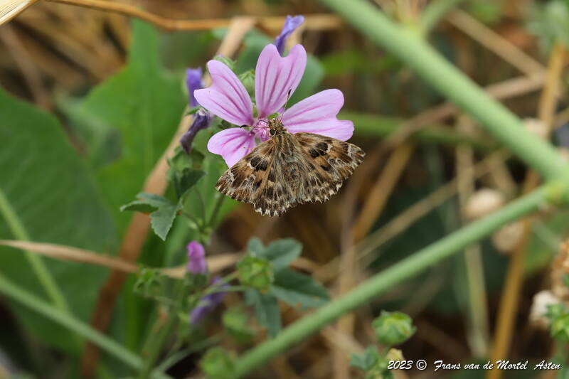 St. Julien-du-Gua,  FR, 2023