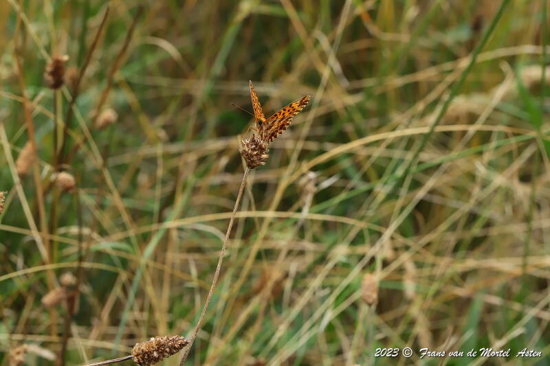 St. Julien-du-Gua,  FR, 2023