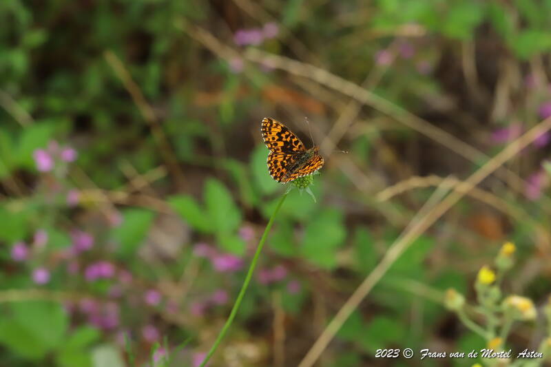 St. Julien-du-Gua,  FR, 2023