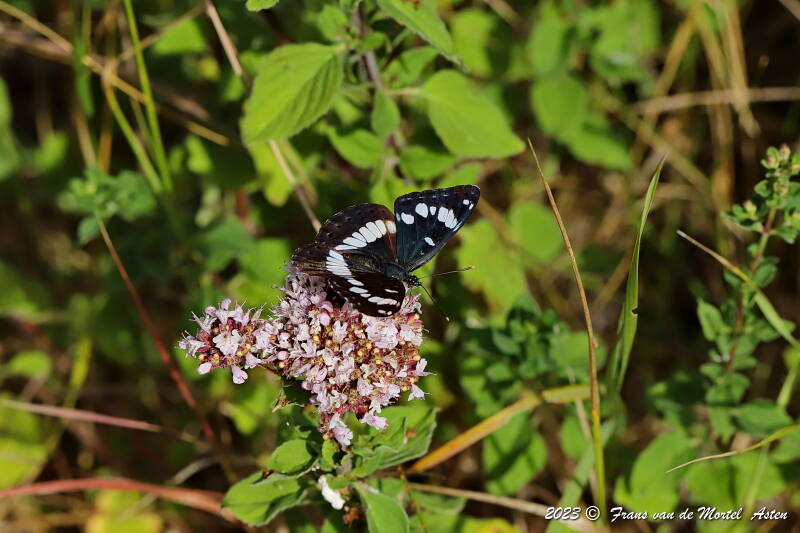 Pouligny- St. Pierre - Linge,  FR, 2023