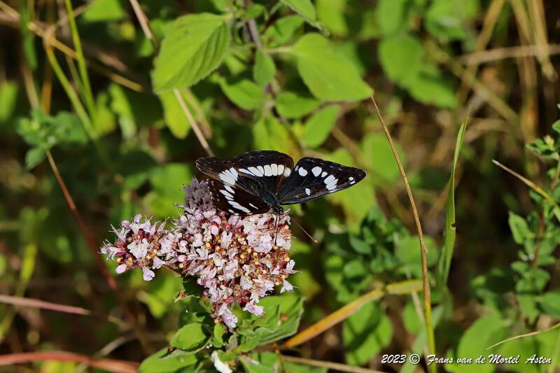 Pouligny- St. Pierre - Linge,  FR, 2023