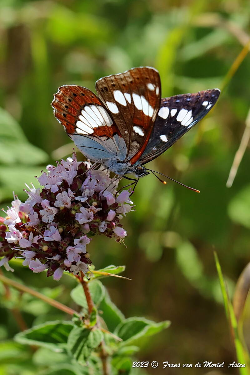 Pouligny- St. Pierre - Linge,  FR, 2023