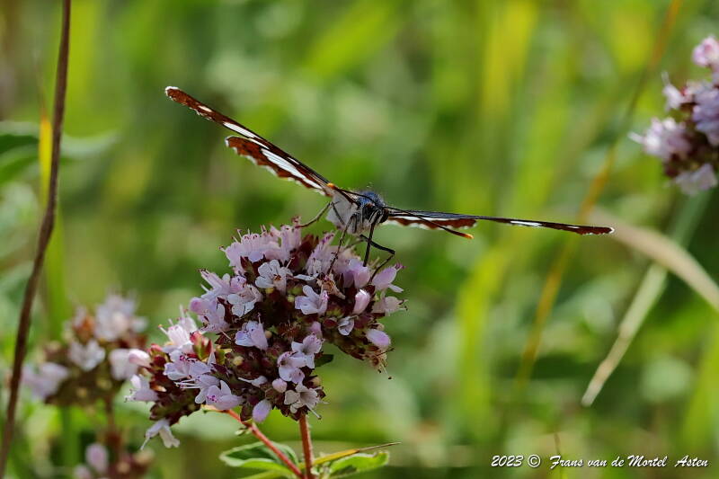 Pouligny- St. Pierre - Linge,  FR, 2023