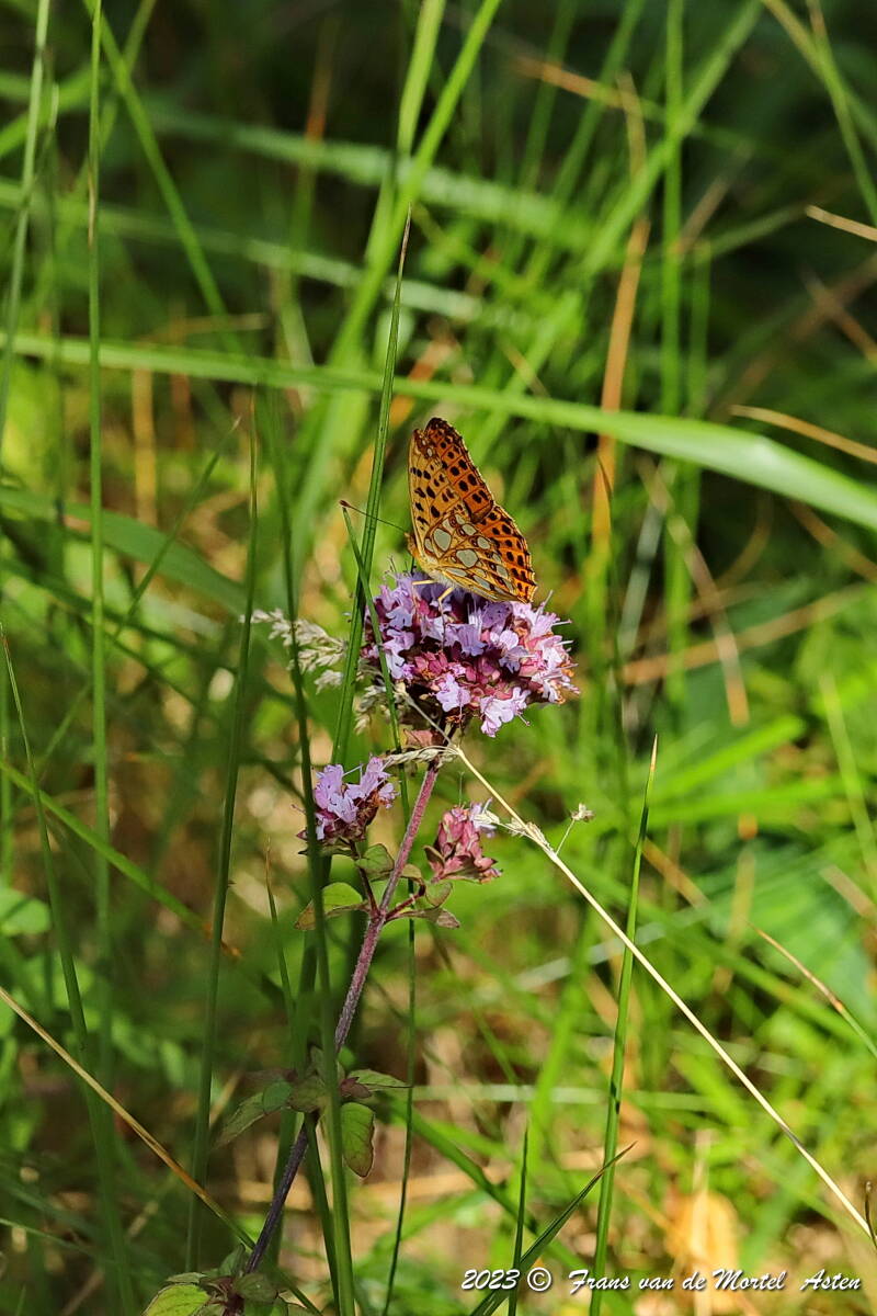 Pouligny- St. Pierre - Linge,  FR, 2023