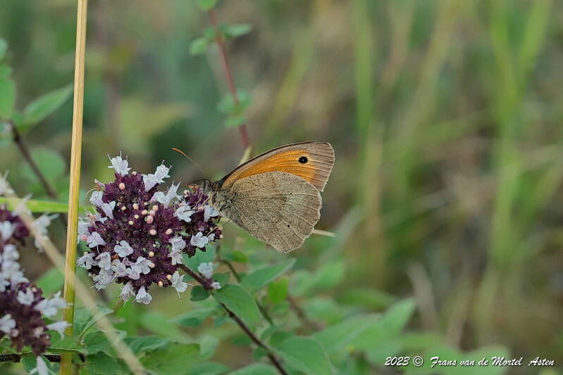 Pouligny- St. Pierre - Linge,  FR, 2023