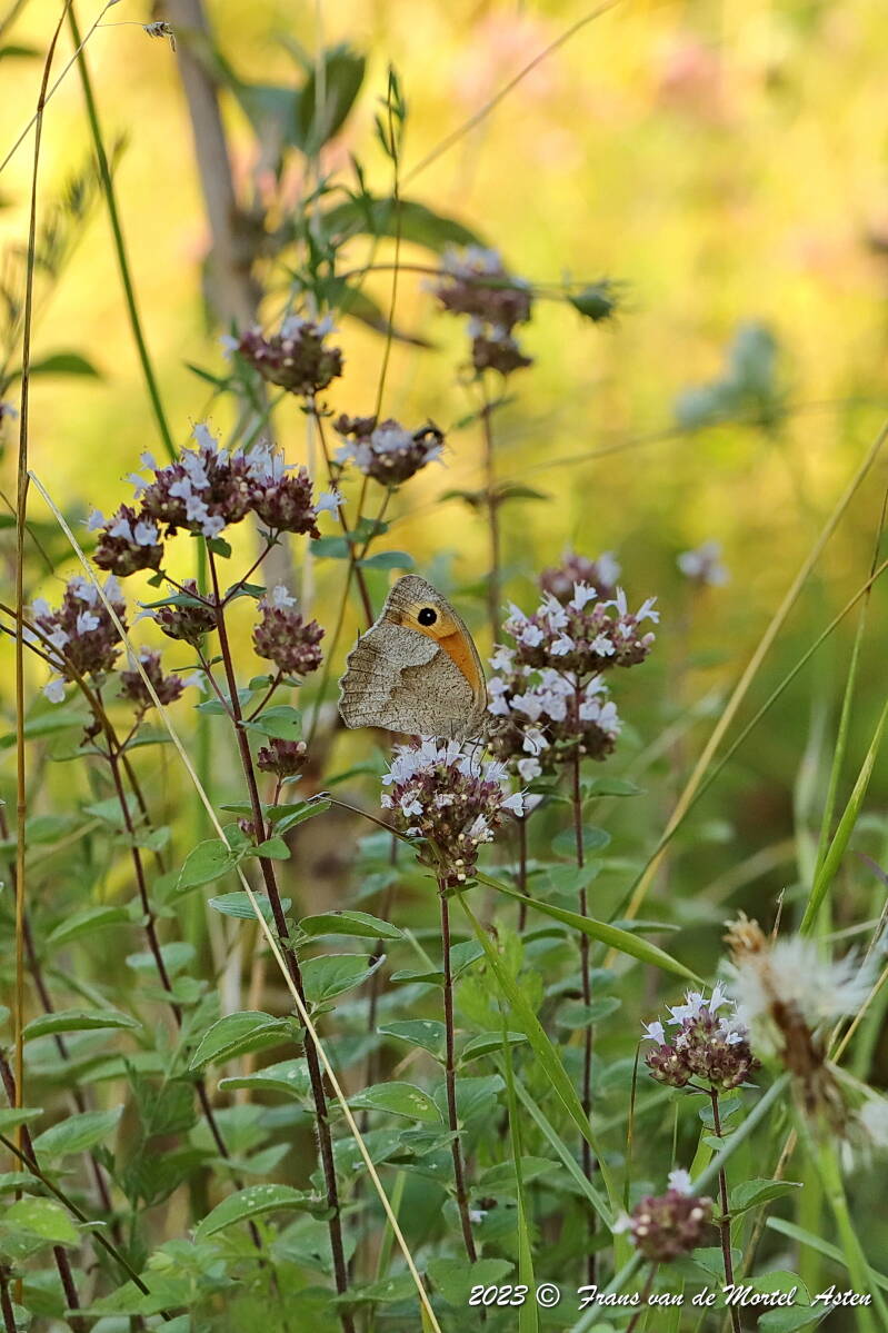Pouligny- St. Pierre - Linge,  FR, 2023