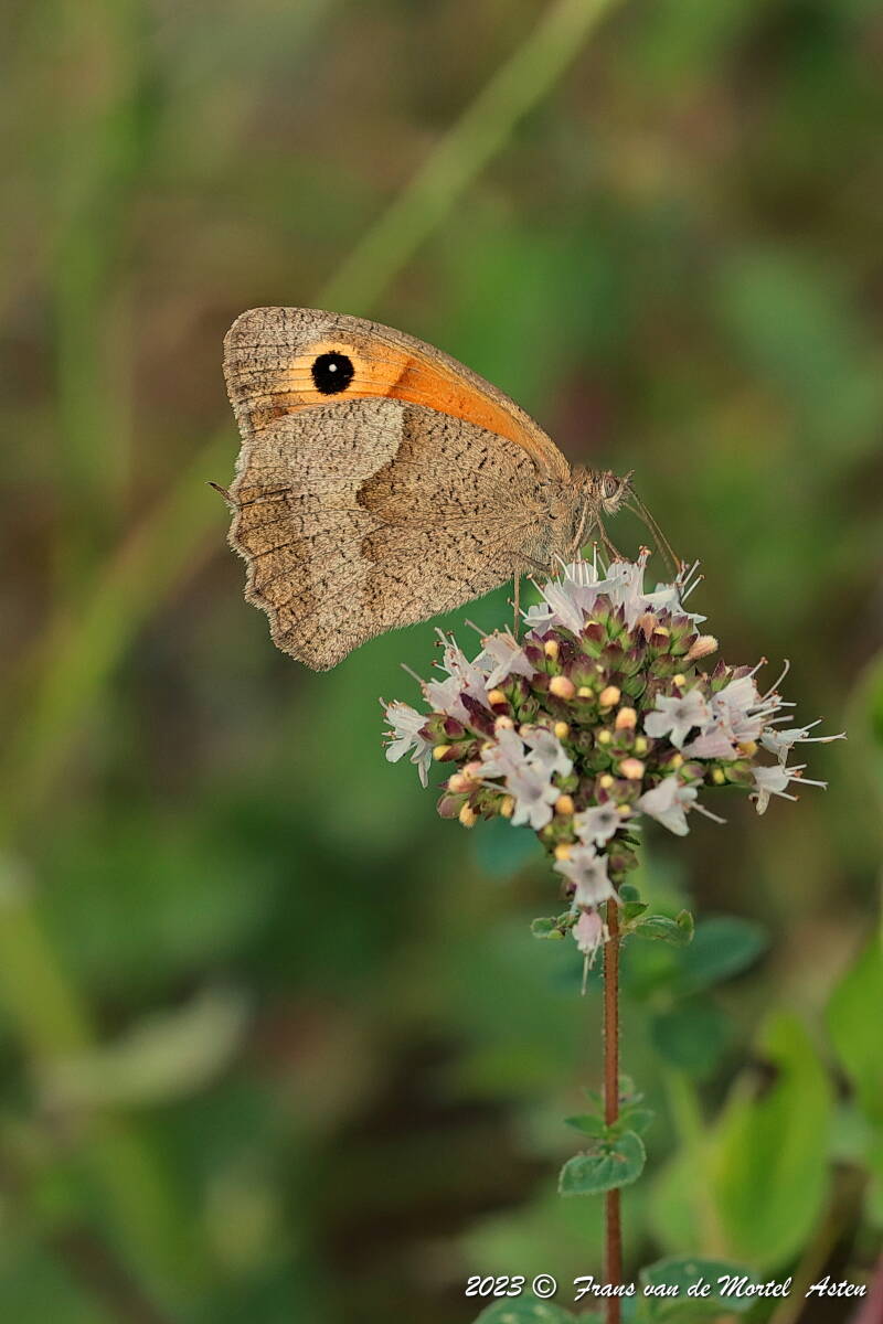 Pouligny- St. Pierre - Linge,  FR, 2023