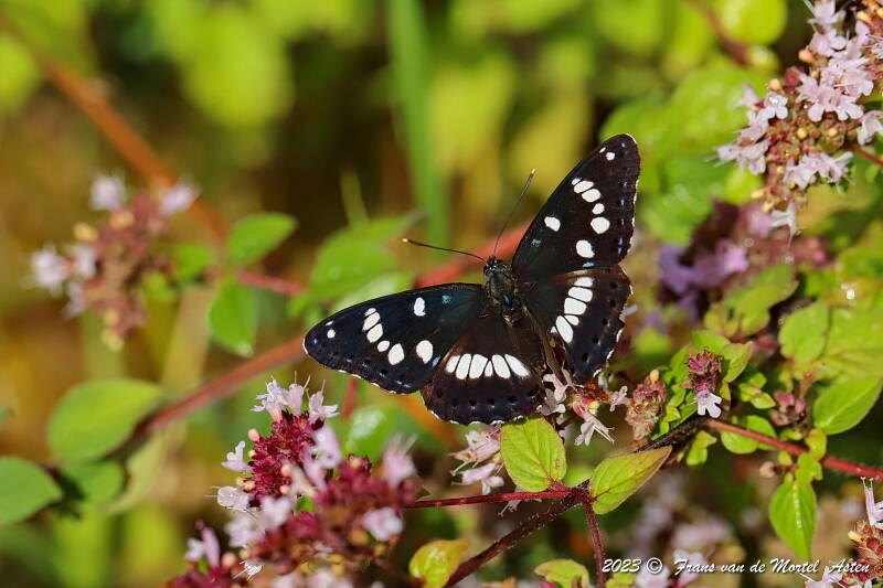 Le Blanc - Linge,  FR, 2023