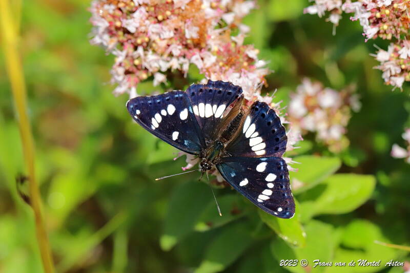 Le Blanc - Linge,  FR, 2023