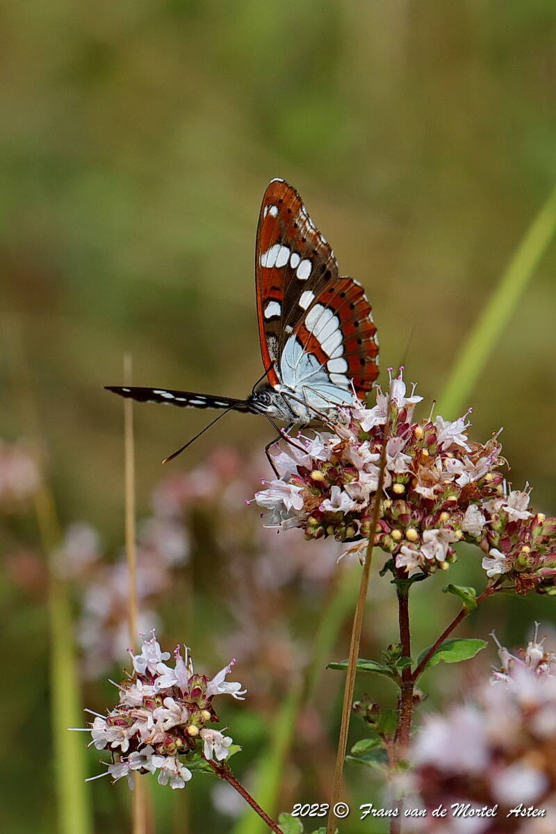 Le Blanc - Linge,  FR, 2023