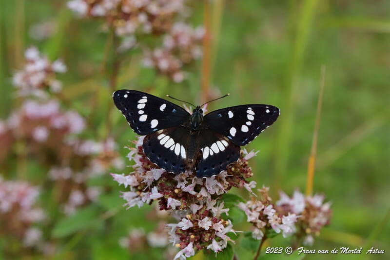 Le Blanc - Linge,  FR, 2023