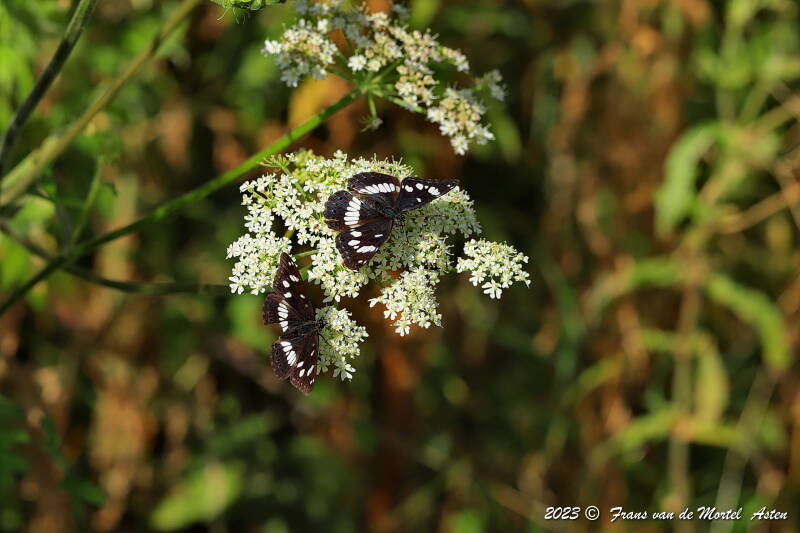 Rosnay – Linge, FR, 2023