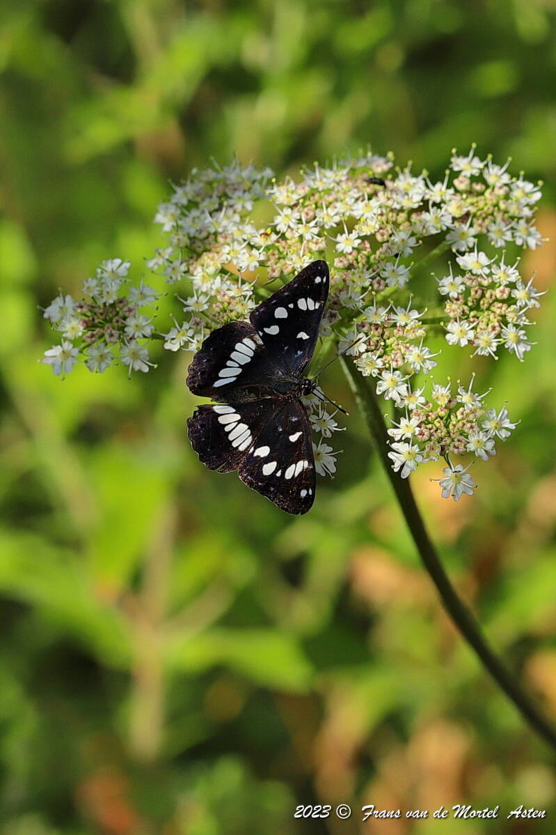 Rosnay – Linge, FR, 2023