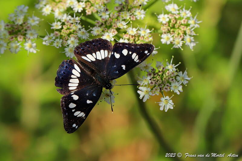 Rosnay – Linge, FR, 2023