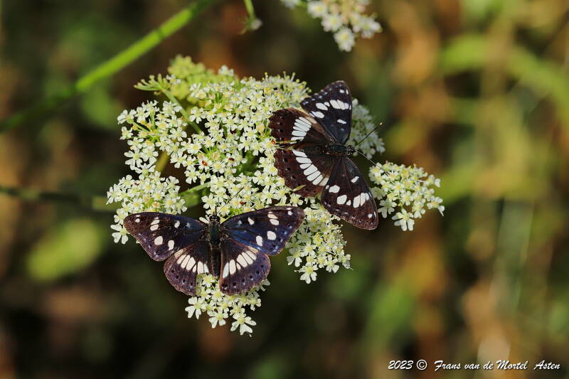 Rosnay – Linge, FR, 2023