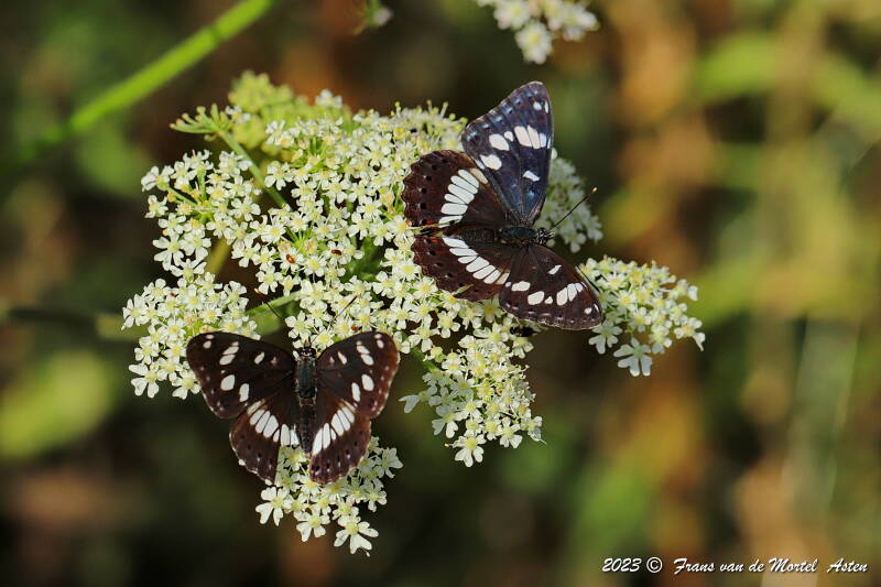 Rosnay – Linge, FR, 2023