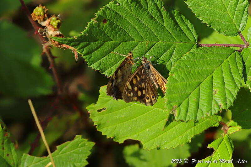 Rosnay – Linge, FR, 2023