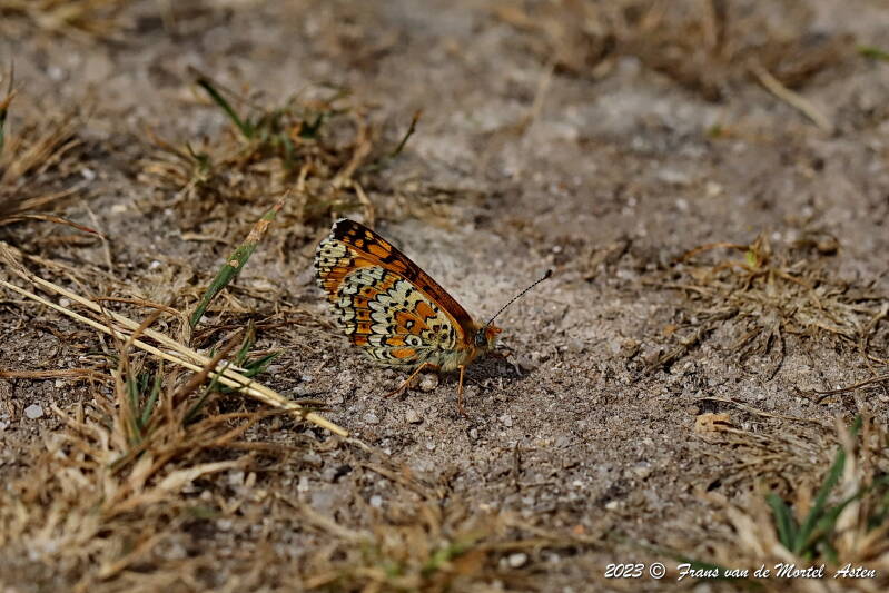 Rosnay – Linge, FR, 2023