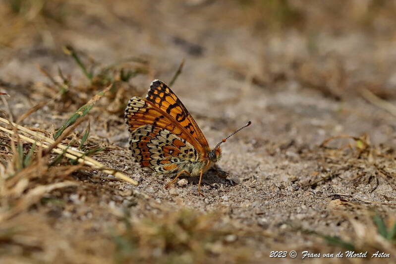 Rosnay – Linge, FR, 2023
