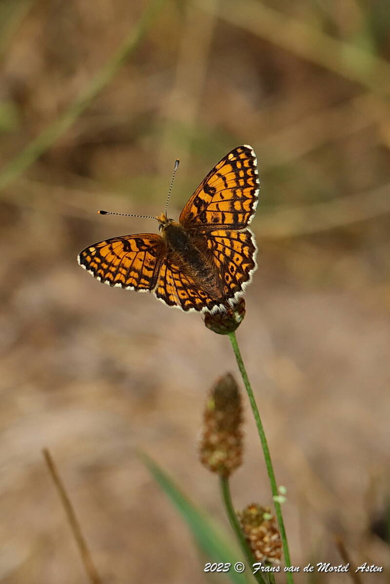 Rosnay – Linge, FR, 2023