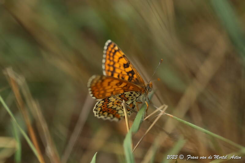 Rosnay – Linge, FR, 2023