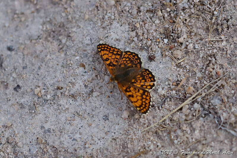 Rosnay – Linge, FR, 2023