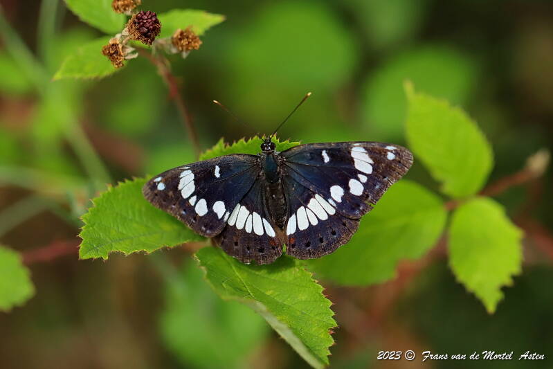 Rosnay – Linge, FR, 2023