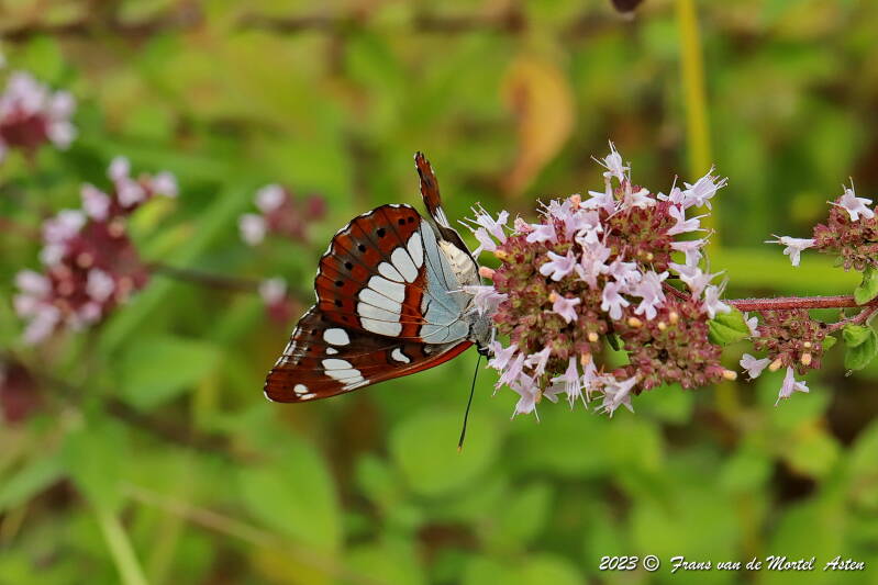 Rosnay – Linge, FR, 2023