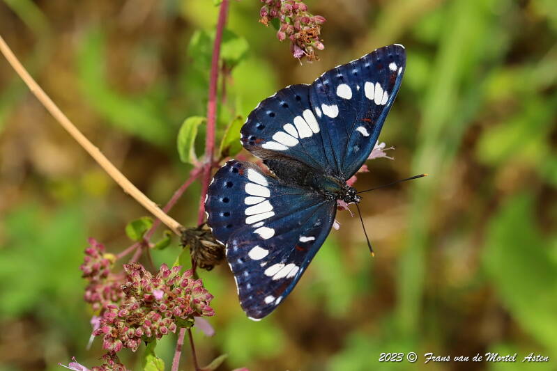 Rosnay – Linge, FR, 2023