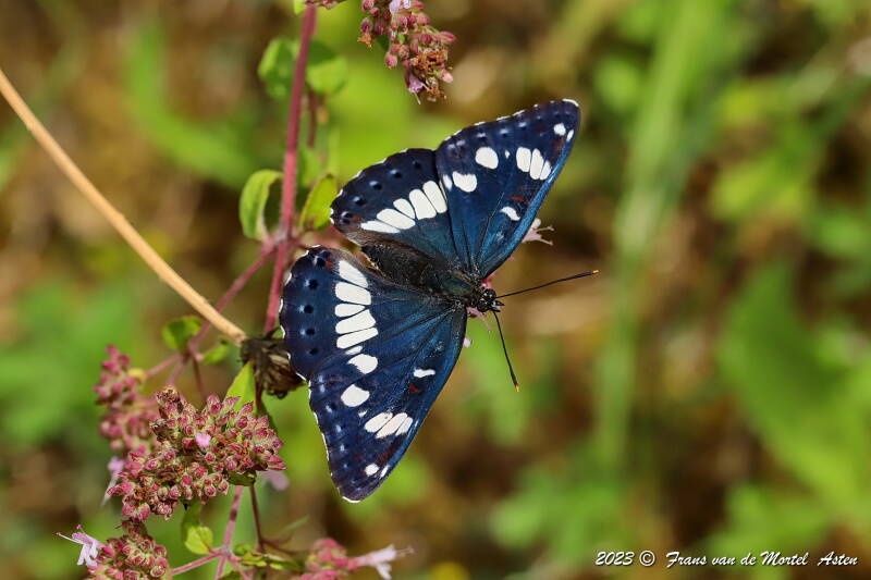 Rosnay – Linge, FR, 2023