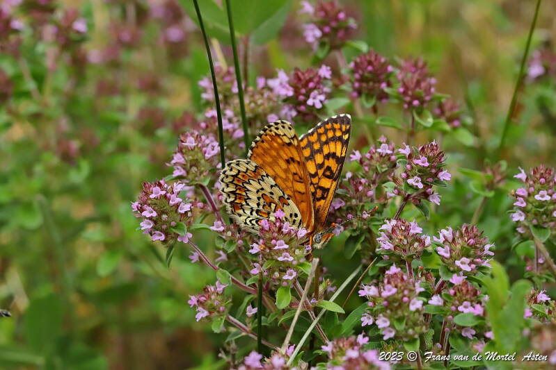 Rosnay – Linge, FR, 2023