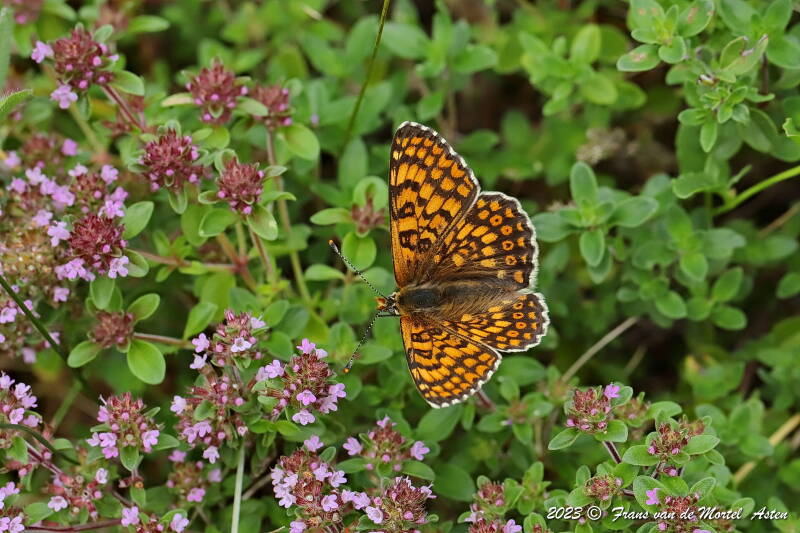 Rosnay – Linge, FR, 2023