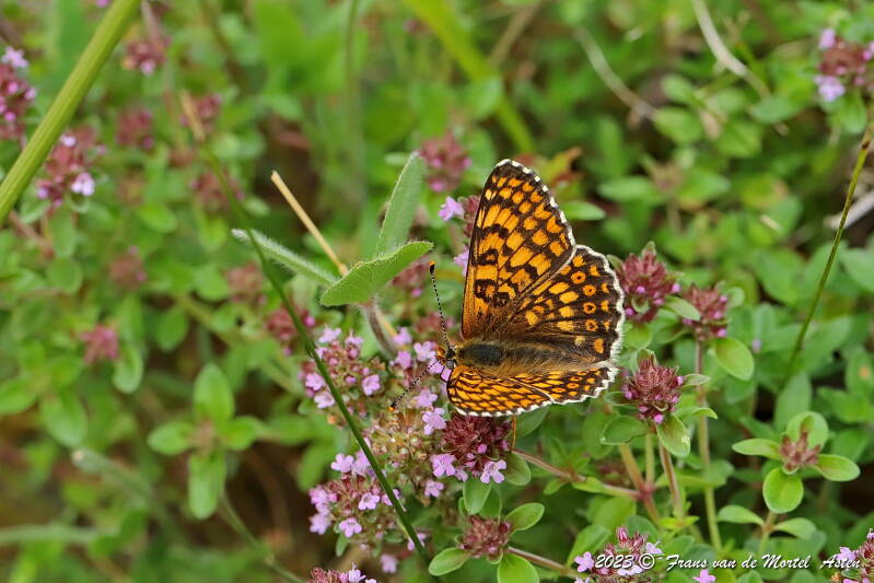 Rosnay – Linge, FR, 2023