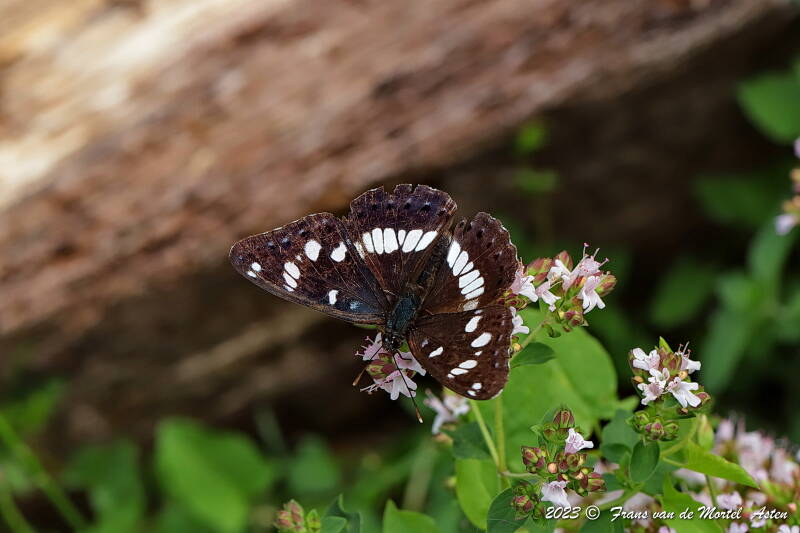 Rosnay – Linge, FR, 2023