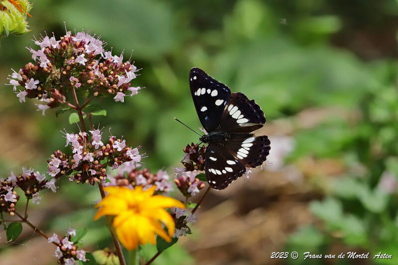 Rosnay – Linge, FR, 2023