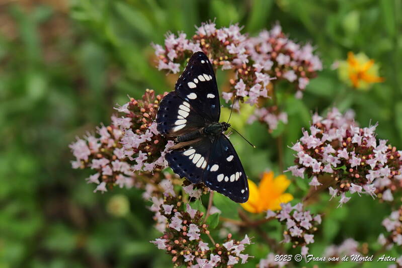 Rosnay – Linge, FR, 2023