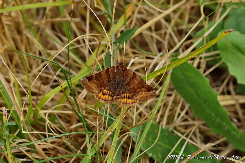 Rosnay – Linge, FR, 2023