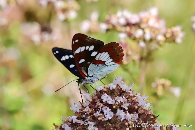 Rosnay – Linge, FR, 2023