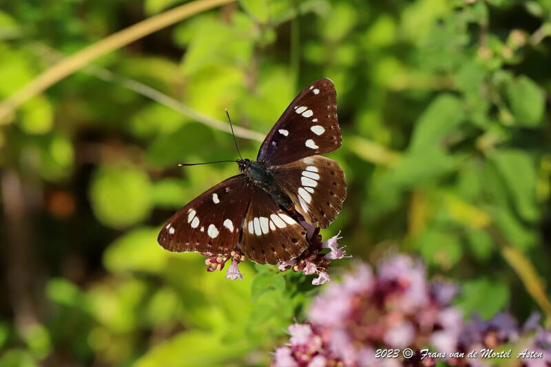 Rosnay – Linge, FR, 2023