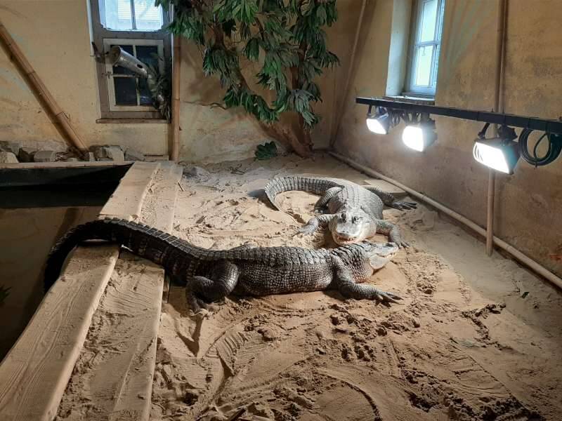 krokodil-dierenpark-de-oliemeulen-standard.jpg
