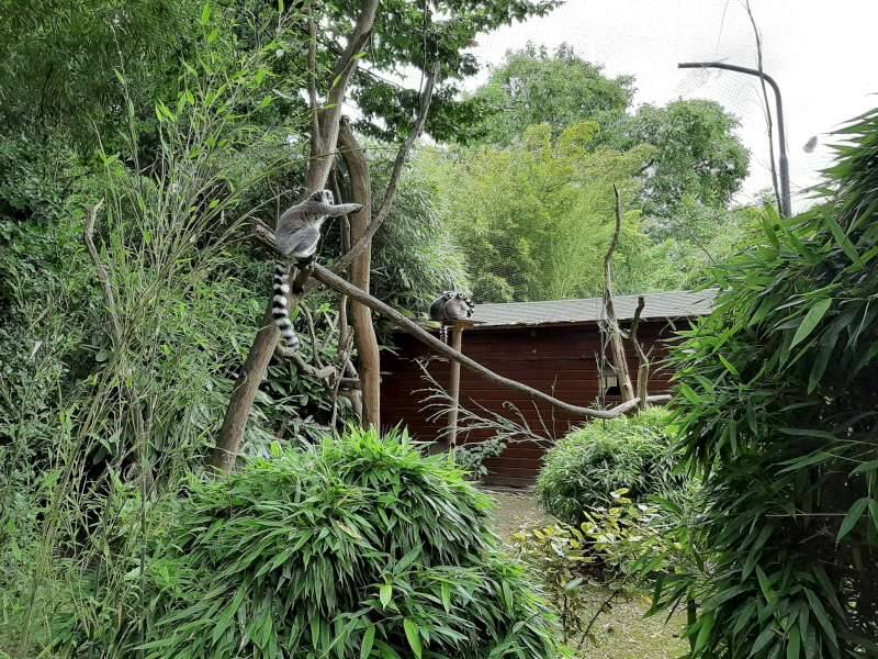 lemuren-dierenpark-de-oliemeulen-standard.jpg